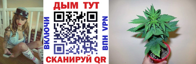 Бошки Шишки планчик Вязьма